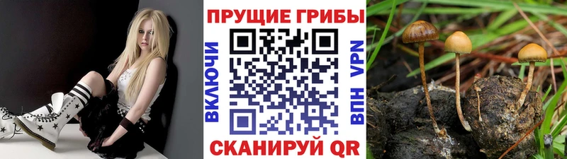 Псилоцибиновые грибы GOLDEN TEACHER  Купить закладки  Вихоревка 